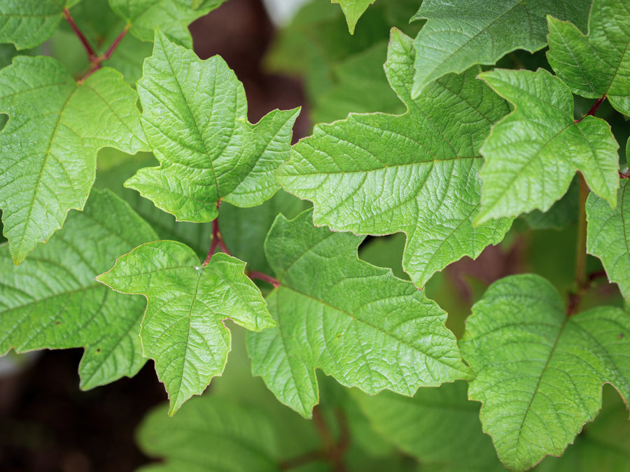 Amerikanischer Schneeball — Viburnum trilobum