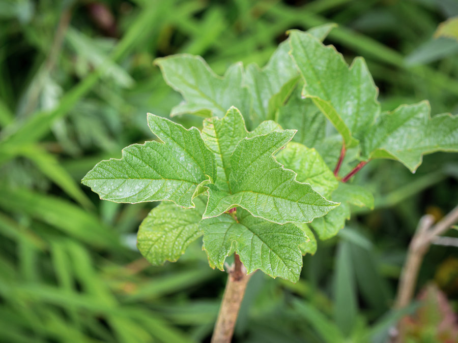 Gewöhnlicher Schneeball Slodka — Viburnum opulus 'Słodka'