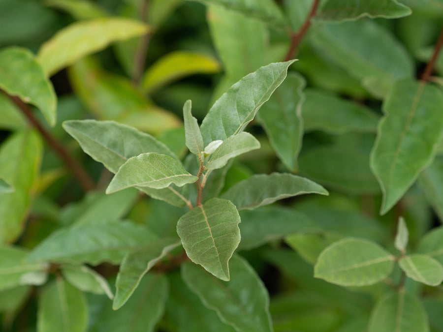 Korallenölweide Newgate — Elaeagnus umbellata 'Newgate'