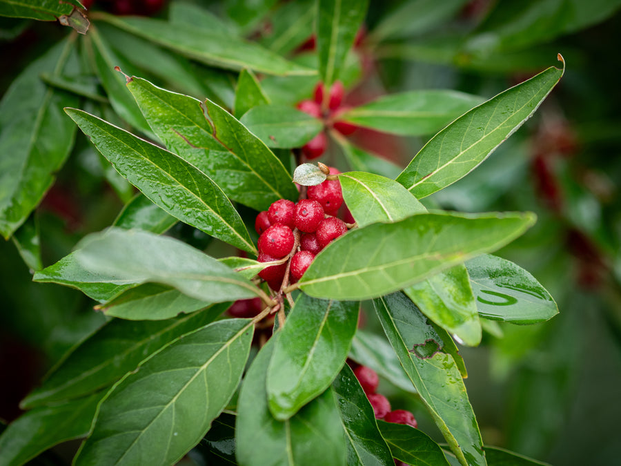 Korallenölweide Newgate — Elaeagnus umbellata 'Newgate'