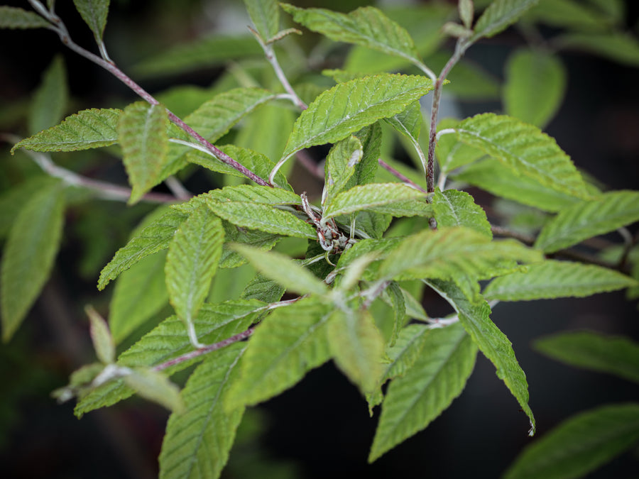 Eberesche Emiel — Sorbus folgneri 'Emiel'
