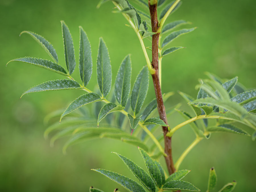 Eberesche Wilfrid Fox — Sorbus aria 'Wilfrid Fox'