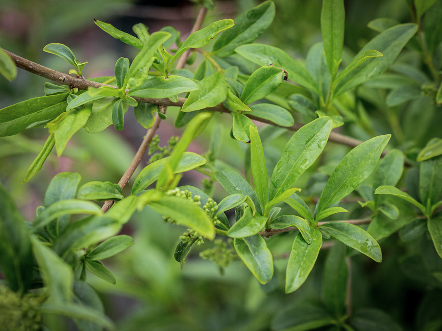 Gewöhnlicher Liguster — Ligustrum vulgare