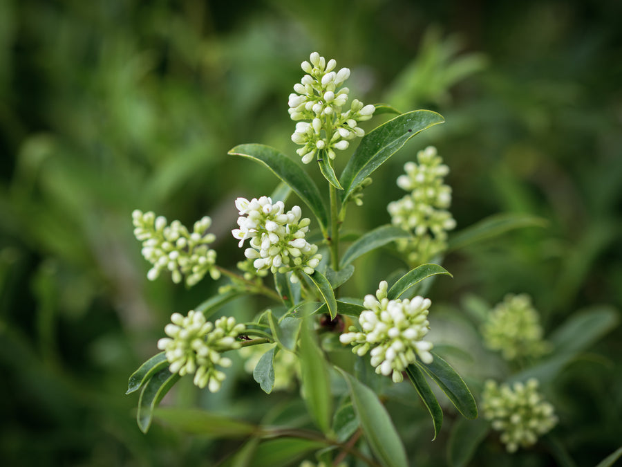 Gewöhnlicher Liguster — Ligustrum vulgare