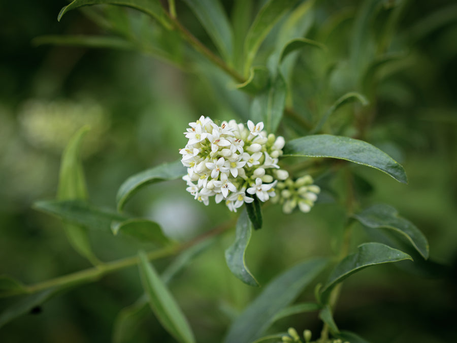Gewöhnlicher Liguster — Ligustrum vulgare