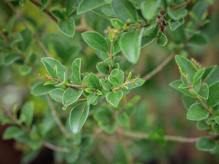 Ovalblättriger Liguster — Ligustrum ovalifolium