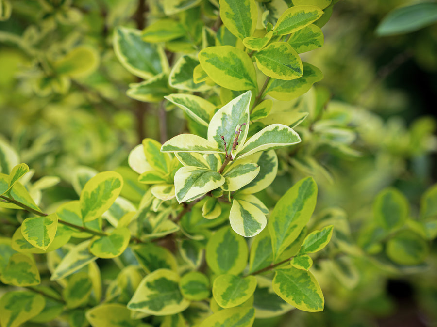 Gold-Liguster Aureum — Ligustrum ovalifolium 'Aureum'