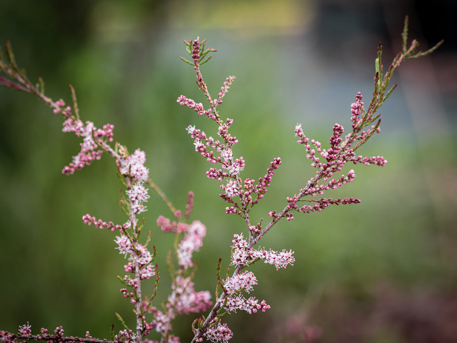Frühlingstamariske — Tamarix parviflora