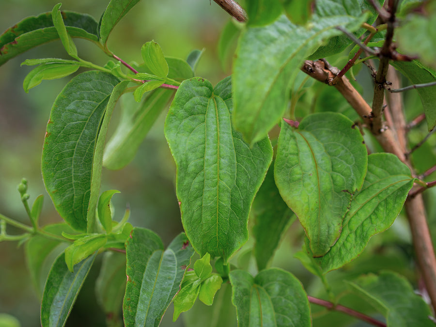 Sieben-Söhne-des-Himmels-Strauch — Heptacodium miconioides