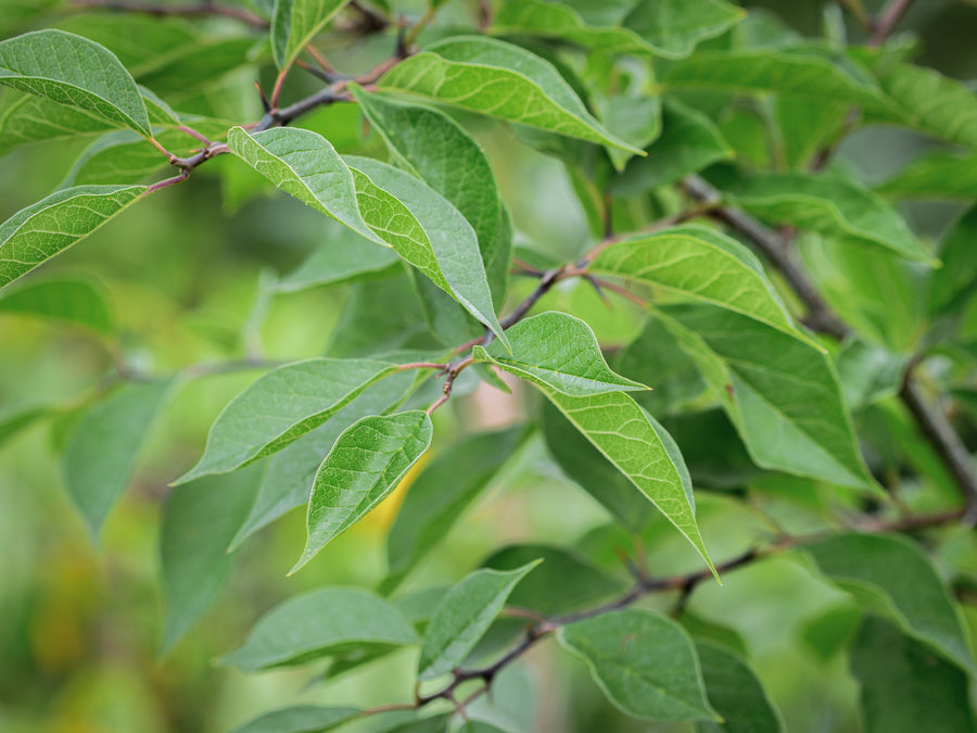 Osagedorn — Maclura pomifera