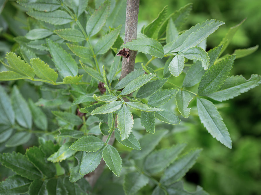 Blumenesche Charles Bommer — Fraxinus ornus 'Charles Bommer'
