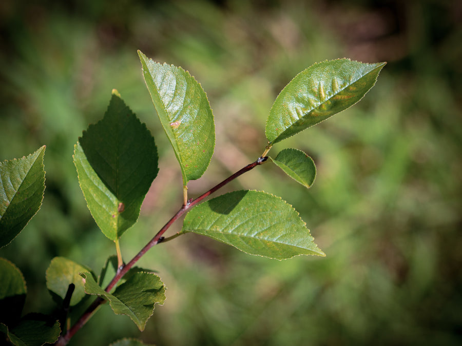 Sauerkirsche 'Ungarische Traubige' — Prunus cerasus 'Ungarische Traubige'