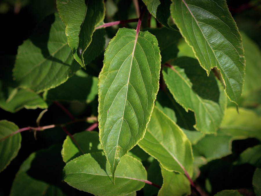 Kiwi Prince Jumbo — Actinidia arguta 'Prince Jumbo'