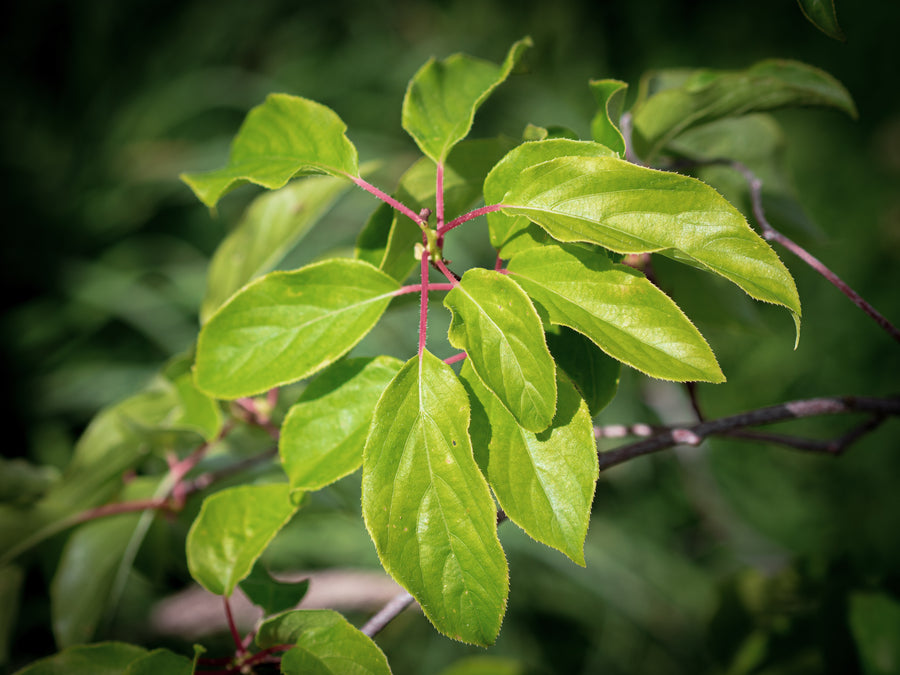 Kiwi Super Jumbo — Actinidia arguta 'Super Jumbo'