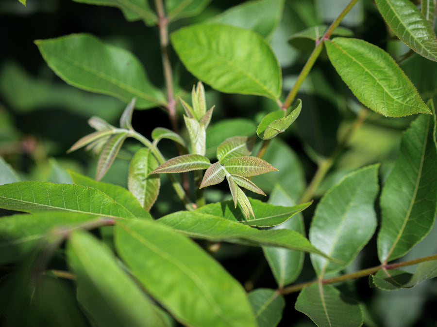 Pekannuss — Carya illinoinensis