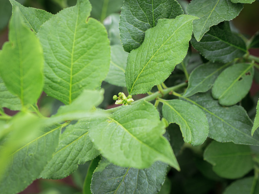 Pfaffenhütchen — Euonymus europaeus