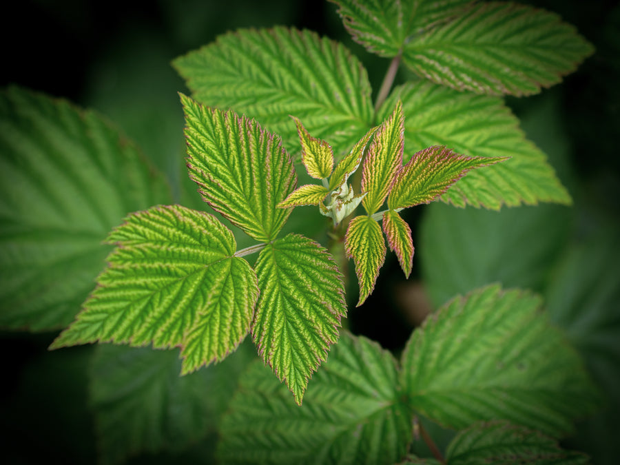 Rote Herbsthimbeere — Rubus idaeus