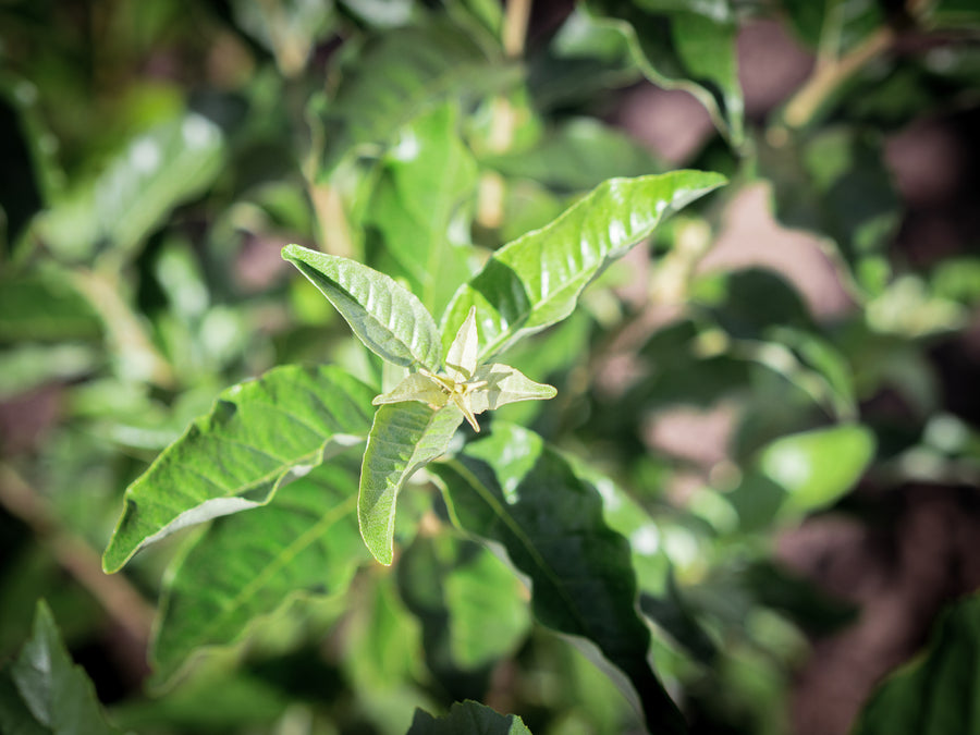 Vielblütige Ölweide Dr. Szczepan — Elaeagnus multiflora 'Dr. Szczepan'