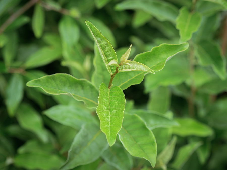 Vielblütige Ölweide Dr. Szczepan — Elaeagnus multiflora 'Dr. Szczepan'