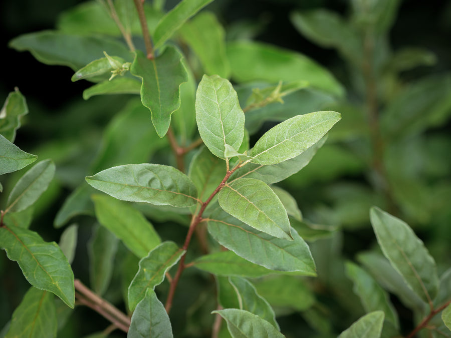 Korallenölweide Early Delicious — Elaeagnus umbellata 'Early Delicious'
