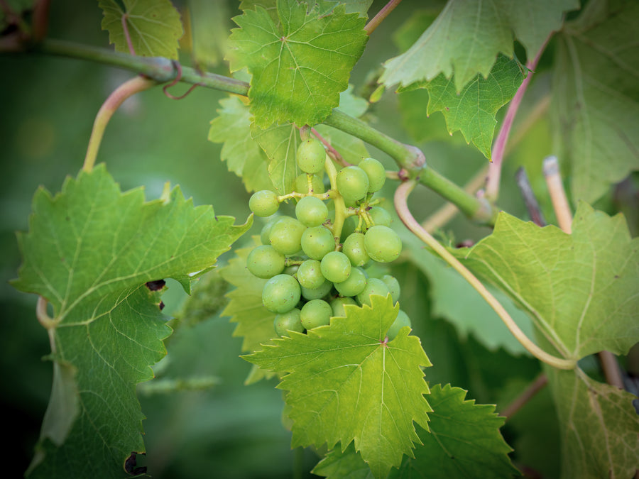 Wein Garant — Vitis vinifera 'Garant'