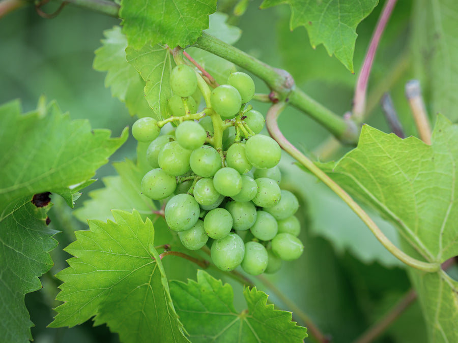 Wein Garant — Vitis vinifera 'Garant'