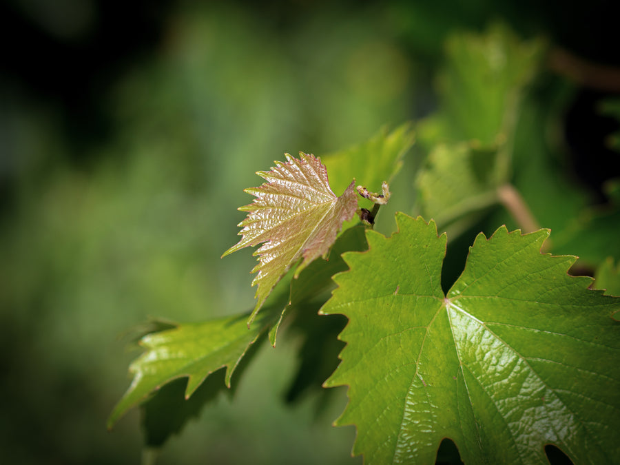 Wein Galanth — Vitis vinifera 'Galanth'
