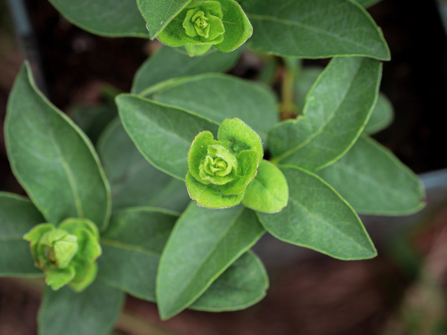 Sibirische Blaubeere Brazowa — Lonicera caerulea 'Brazowa'