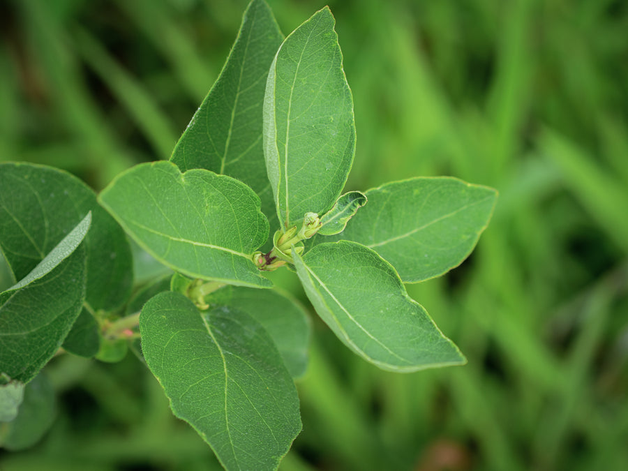 Sibirische Blaubeere Fianit — Lonicera caerulea 'Fianit'