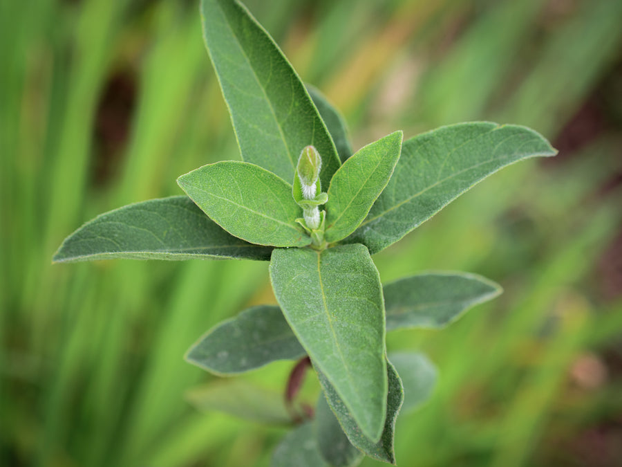 Sibirische Blaubeere Gerda — Lonicera caerulea 'Gerda'