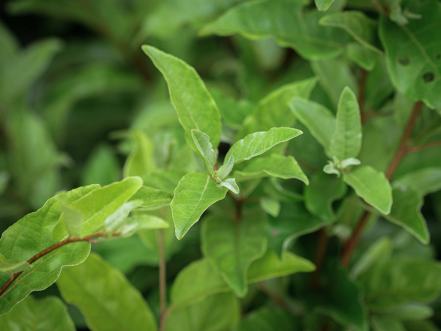 Korallenölweide Sweet ’n’ Tart — Elaeagnus umbellata 'Sweet ’n’ Tart'