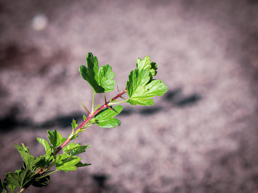 Veilchenbeere — Ribes cynosbati