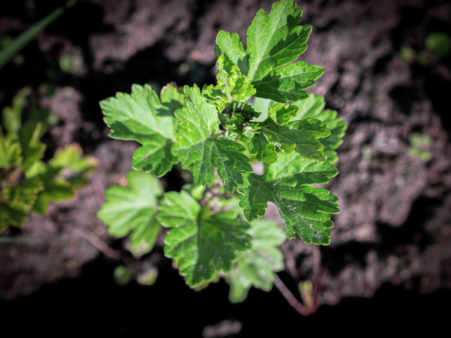Stachelbeere White Eagle — Ribes uva-crispa 'White Eagle'