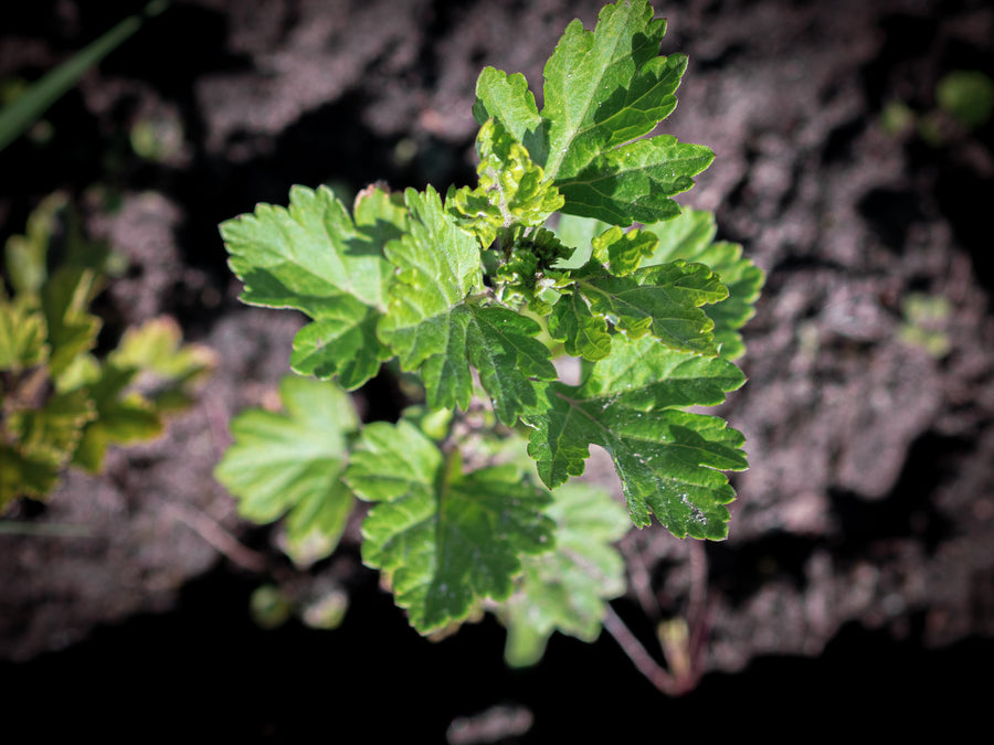 Stachelbeere Maiherzog — Ribes uva-crispa 'Maiherzog'