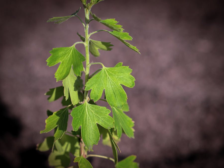 Missouri-Johannisbeere Tschernij Altai — Ribes odoratum 'Tschernij Altai'