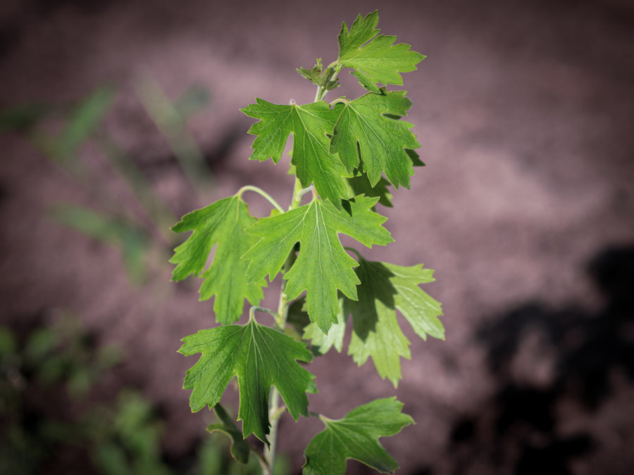 Missouri-Johannisbeere Gwens — Ribes odoratum 'Gwens'