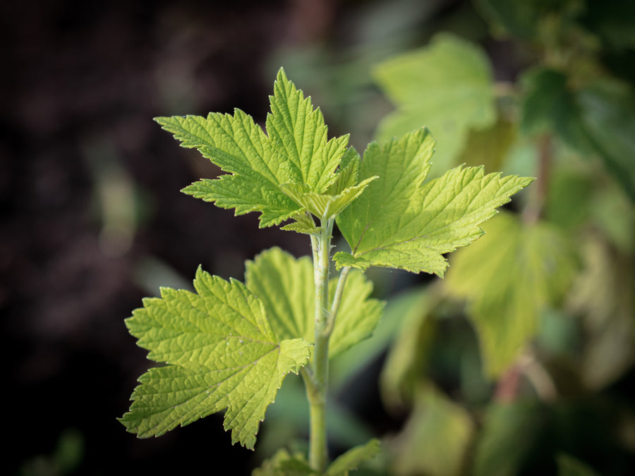 Weiße Johannisbeere Cassis blanc — Ribes nigrum 'Cassis blanc'