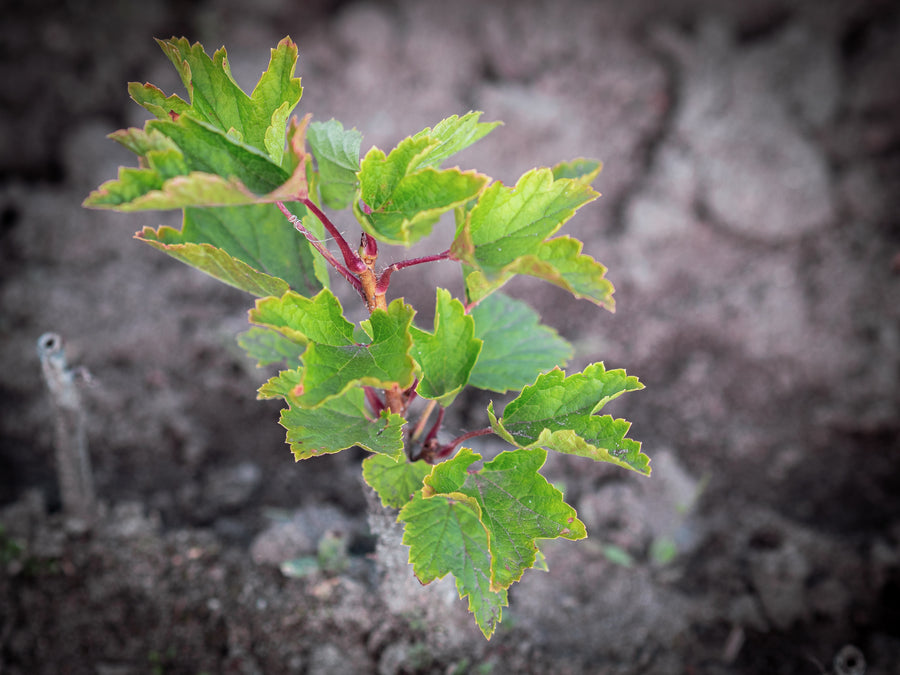 Rote Johannisbeere Süße Rehfeld — Ribes rubrum 'Süße Rehfeld'