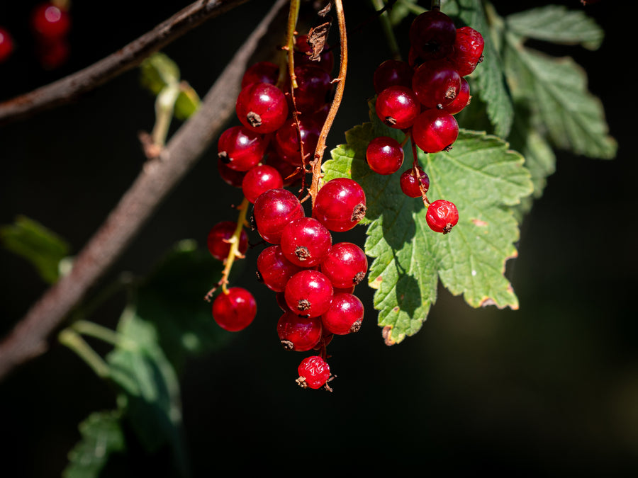 Rote Johannisbeere Rovada — Ribes rubrum 'Rovada'