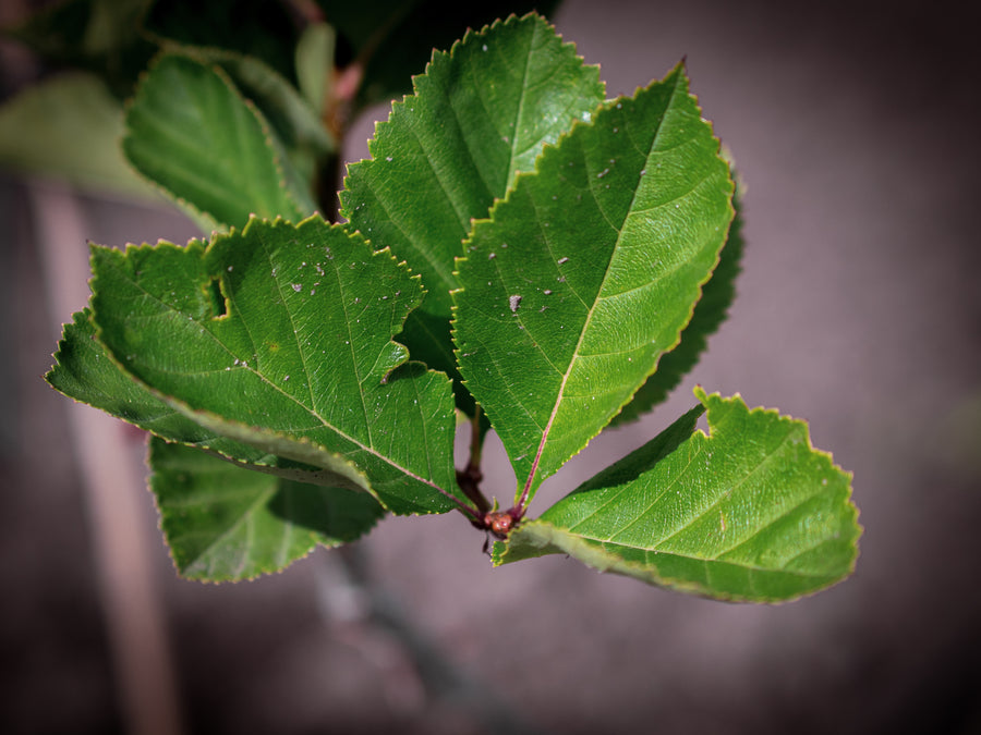 Fleischiger Weißdorn — Crataegus succulenta