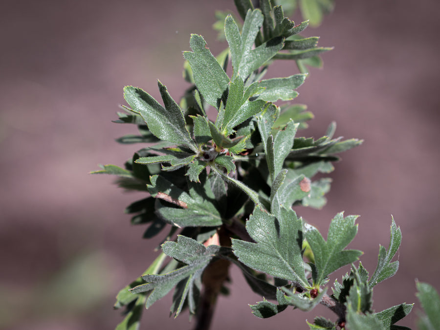 Orientalischer Weißdorn Pojarkovae — Crataegus orientalis var. Pojarkovae