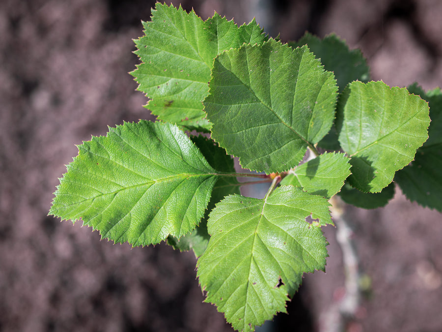 Weißdorn Zbigniew — Crataegus holmesiana 'Zbigniew'