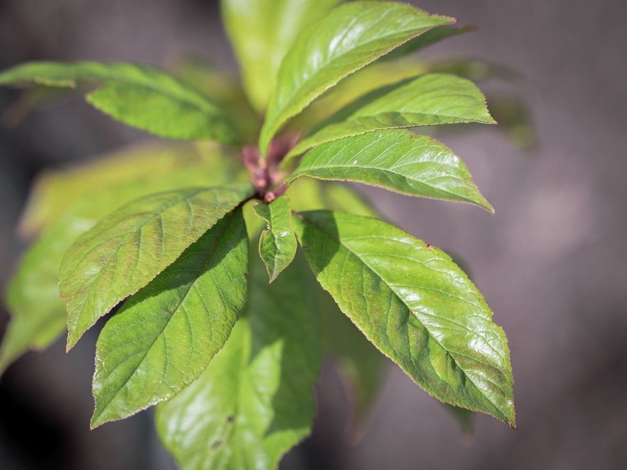 Drachenblut-Pflaume Sangue di drago — Prunus domestica 'Sangue di drago'