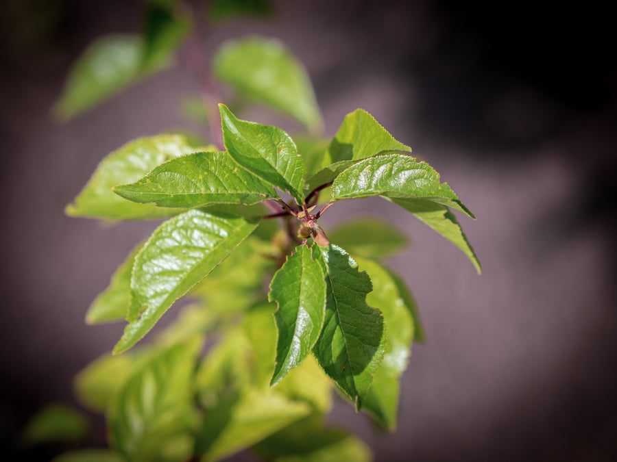 Butipflaume — Prunus domestica 'Buti'
