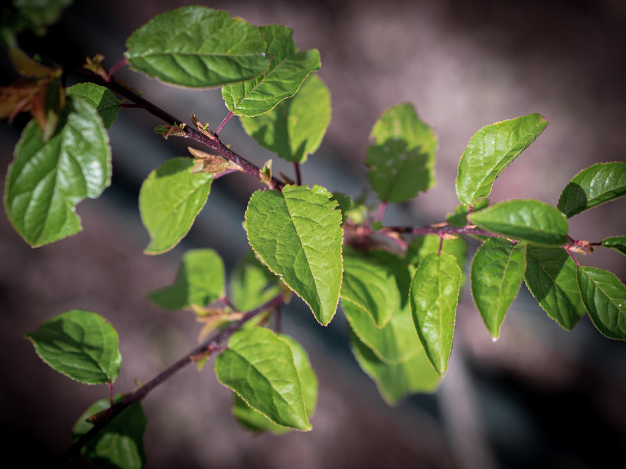 Kirschpflaume Ceres — Prunus cerasifera 'Ceres'