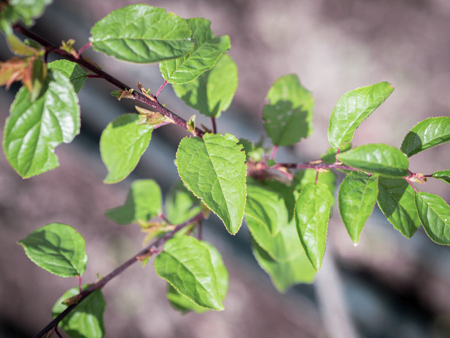 Kirschpflaume Ceres — Prunus cerasifera 'Ceres'