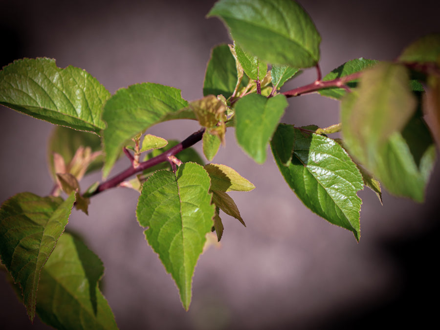 Kirschpflaume Anatolia — Prunus cerasifera 'Anatolia'