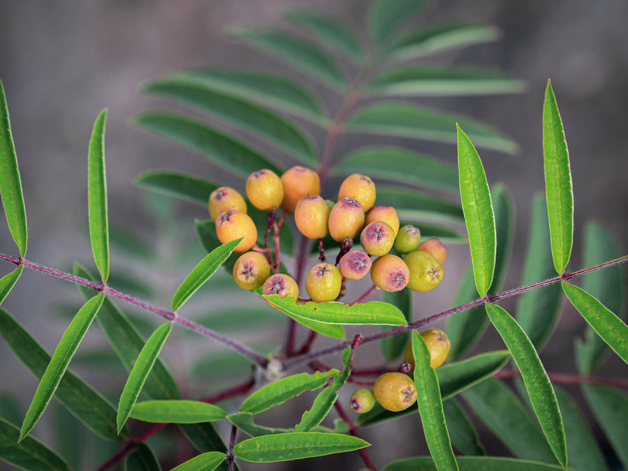 Eberesche Rosina — Sorbus aucuparia 'Rosina'