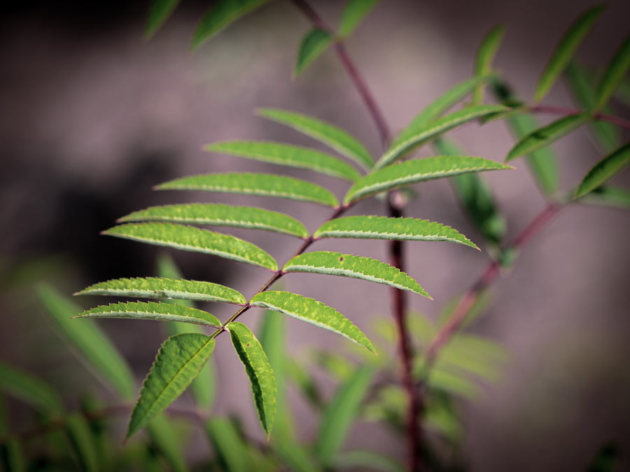 Eberesche Klosterneuburger — Sorbus aucuparia 'Klosterneuburger'
