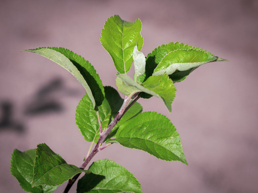 Apfel Aport — Malus domestica 'Aport'